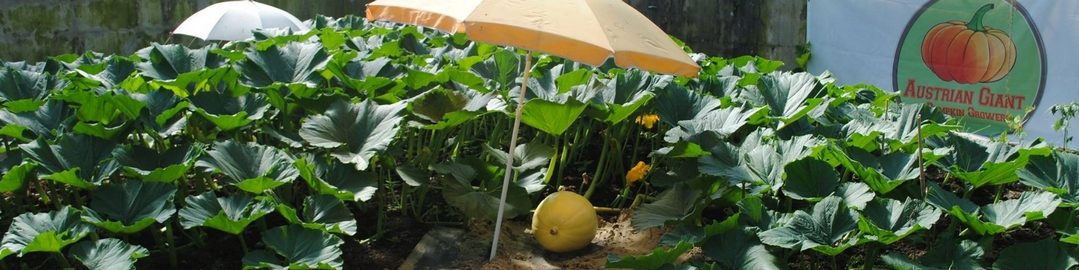 Austrian Giant Pumpkin Growers