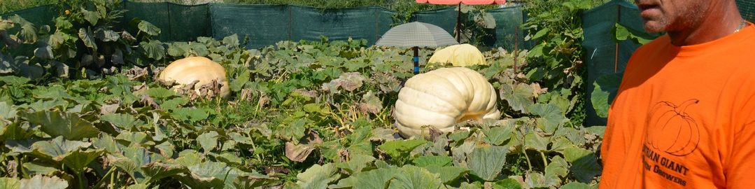 Austrian Giant Pumpkin Growers