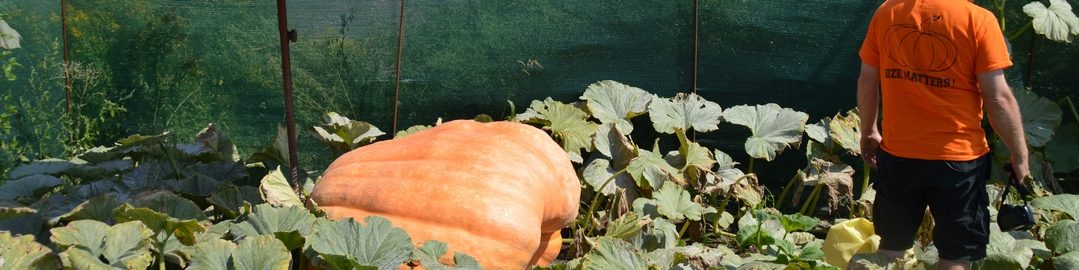 Austrian Giant Pumpkin Growers