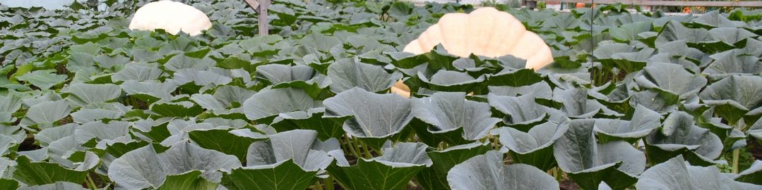 Austrian Giant Pumpkin Growers